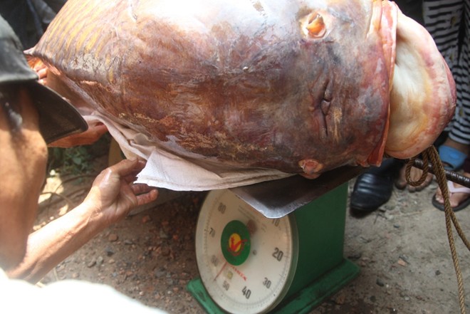 [-]Bắt[-]được[-]cá[-]hô[-]nặng[-]gần[-]130[-]kg[-]ở[-]Sài[-]Gòn